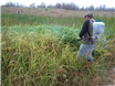 Pesticide-AZ.ro  -  Aplicarea corecta a produselor erbicide determina calitatea recoltelor agricole 