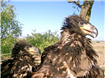 Monitorizare prin inelare a vulturului codalb în Delta Dunării