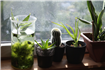 Cum să ai grijă de plantele din locuință? 4 metode simple și eficiente