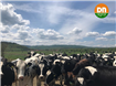 DN AGRAR - Cea mai mare fermă integrată din România și-a triplat afacerile în primele 9 luni din 2022, până la 103,23 milioane lei