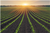 Soluții de pionierat pentru o agricultură sustenabilă prin reducerea pierderilor de azot