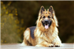 Germania, sursa multor rase canine populare: ce câini provin din țara muzicii clasice și a filosofiei