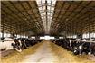 Cantitatea de lapte livrată de fermele DN AGRAR Group în primul trimestru din 2024 a crescut cu peste 18% comparativ cu aceeași perioadă a anului trecut 