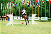 TRANSYLVANIA INTERNATIONAL HORSE SHOW la SIGHIŞOARA