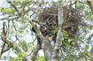 Amplasarea de cuiburi artificiale pentru vulturul codalb în RBDD