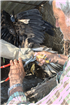 Monitorizarea prin inelare a distribuţiei vulturului codalb pe teritoriul RBDD