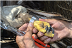 Monitorizarea prin inelare a distribuţiei vulturului codalb pe teritoriul RBDD